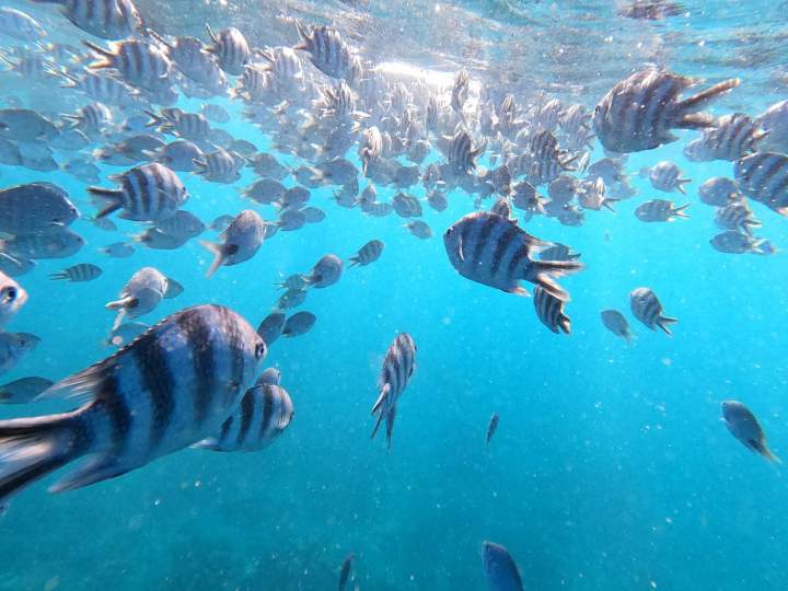 Excursion avec snorkeling Île Maurice