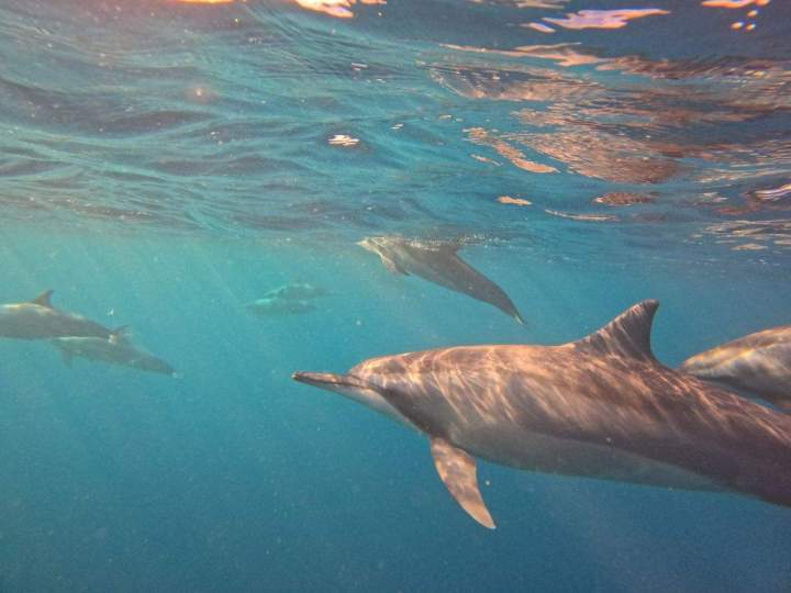 Dolphins and Lagoon, Flic-en-Flac