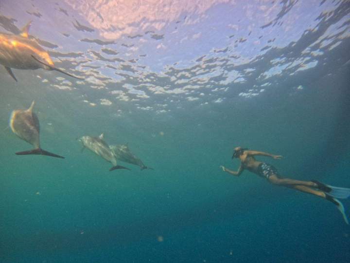 Sortie en mer rencontre des dauphins et découverte du lagon Île Maurice
