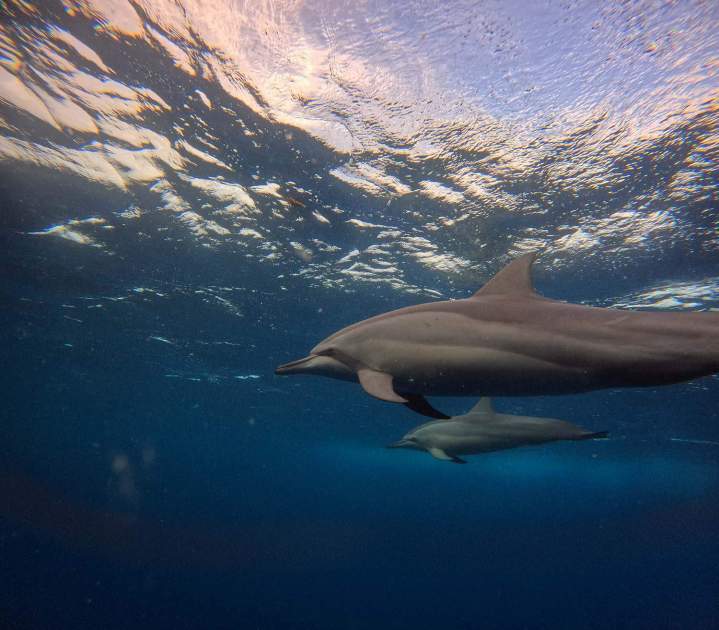 Experience a unique adventure swimming with dolphins and discovering the wonders of the lagoon. <br> <b>From 18,000 Rs / 380 €</b>