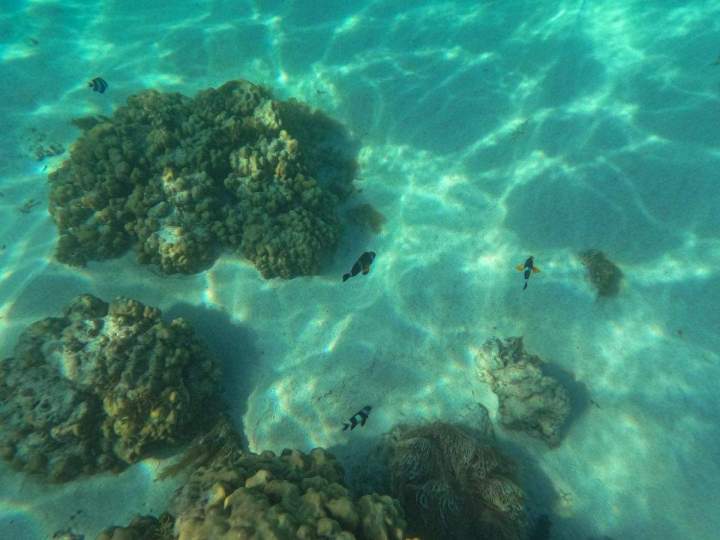 Randonnée palmée Île Maurice