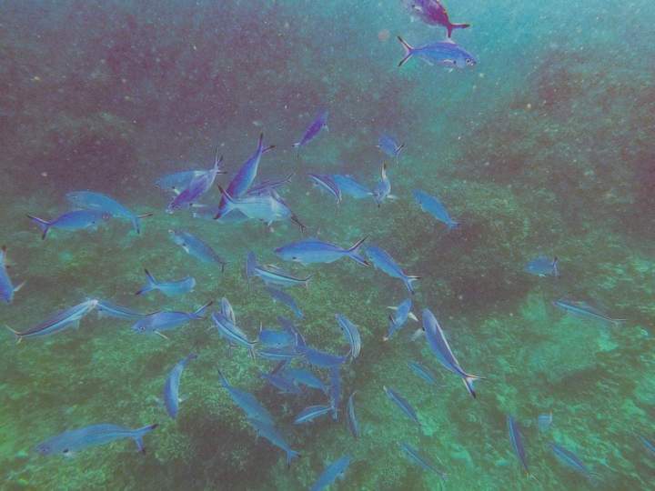 Randonnée palmée Île Maurice