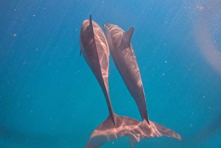 Dolphin Swimming and Lagoon Discovery Excursion Mauritius